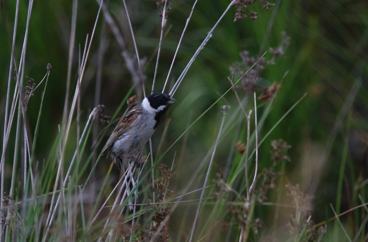 Reed Bunting - ML163994811