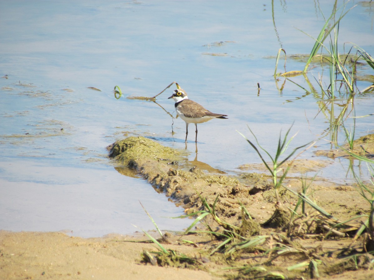 Little Ringed Plover - ML163994981