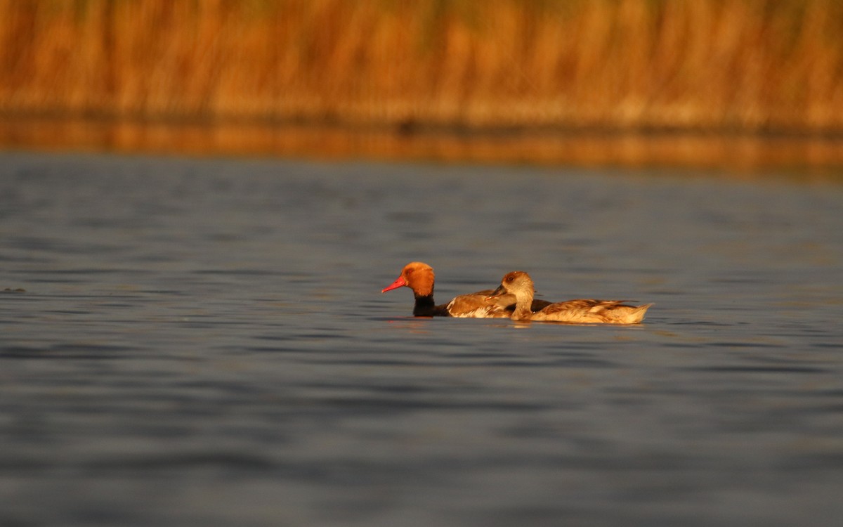 Red-crested Pochard - ML163995561