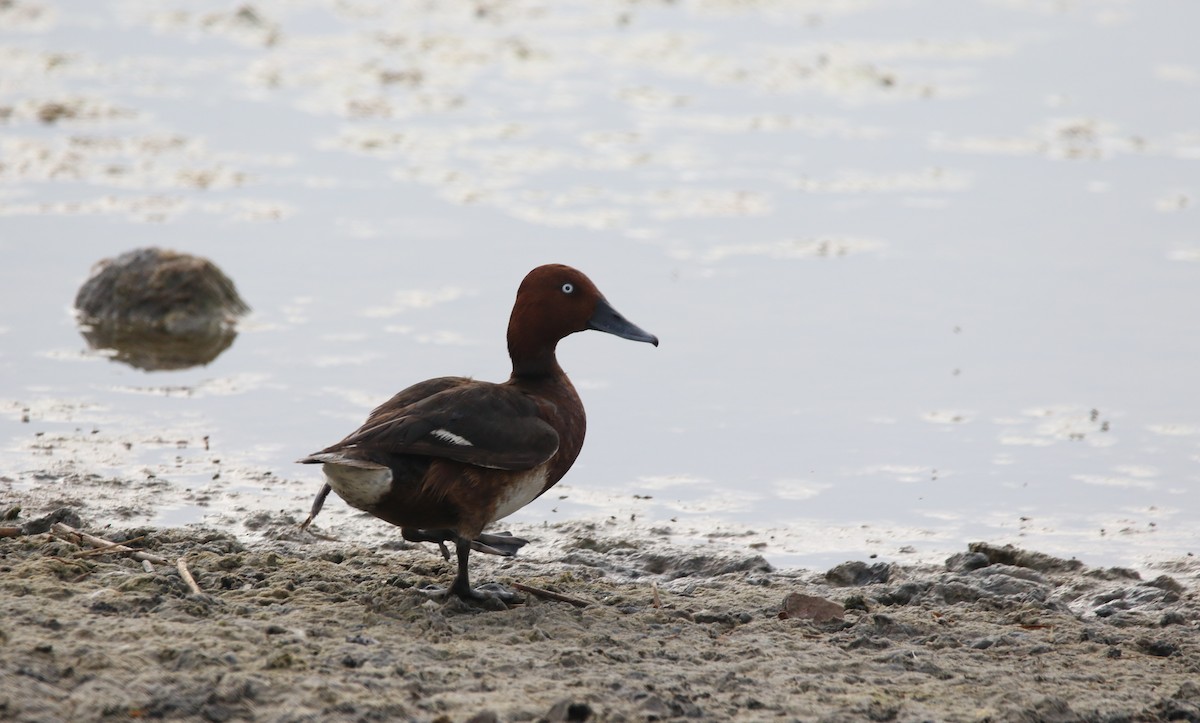 Ferruginous Duck - ML163995581