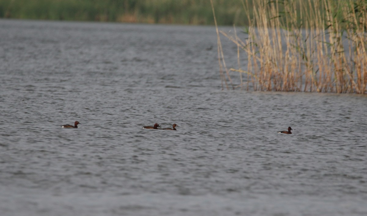 Ferruginous Duck - ML163996011