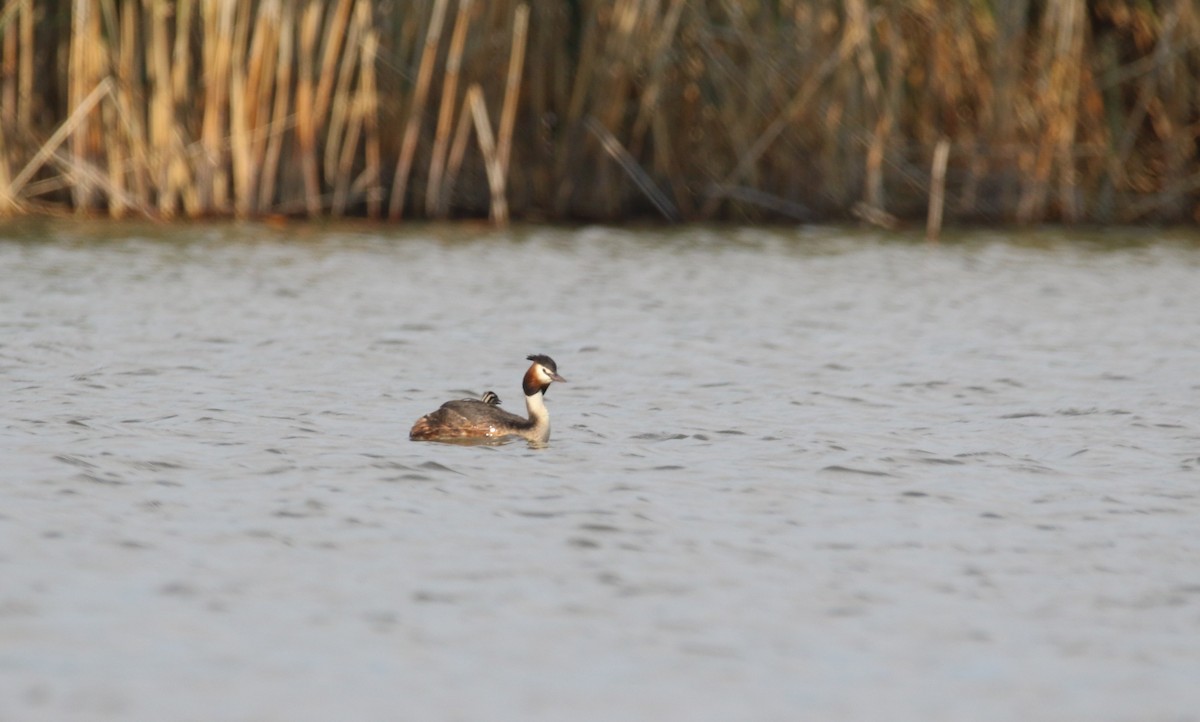 Great Crested Grebe - ML163996021