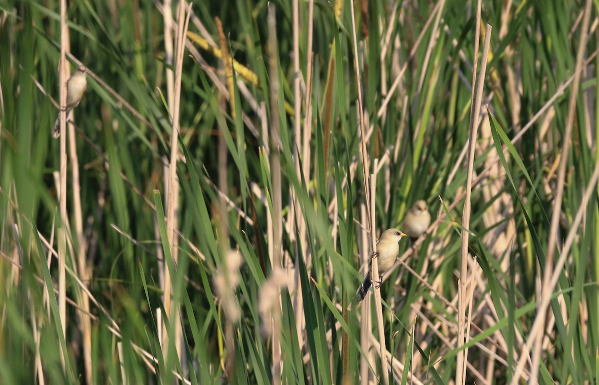 Bearded Reedling - ML163996061