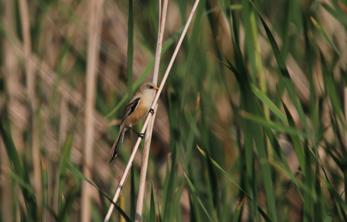 Bearded Reedling - ML163996091