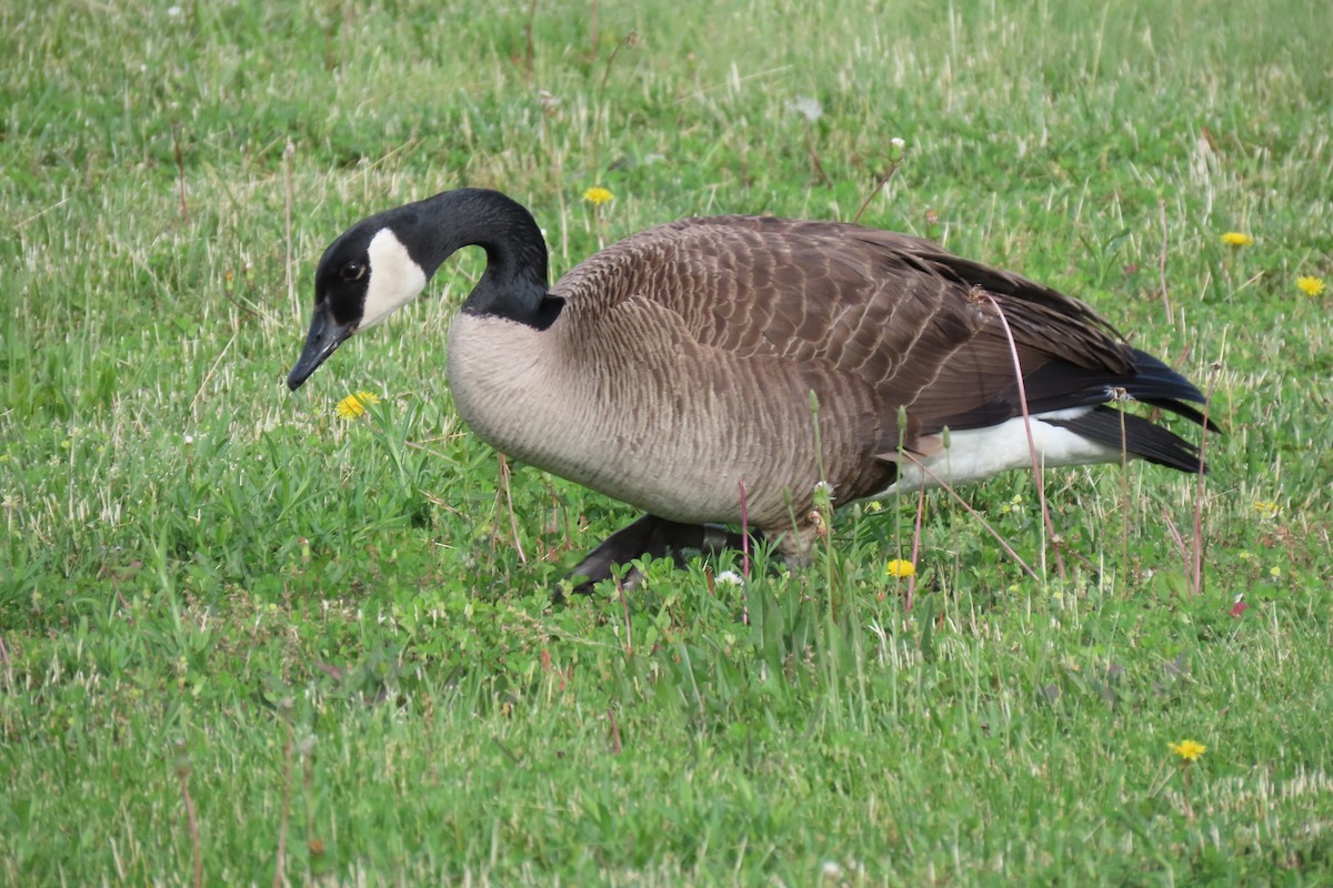 Canada Goose - ML163998601