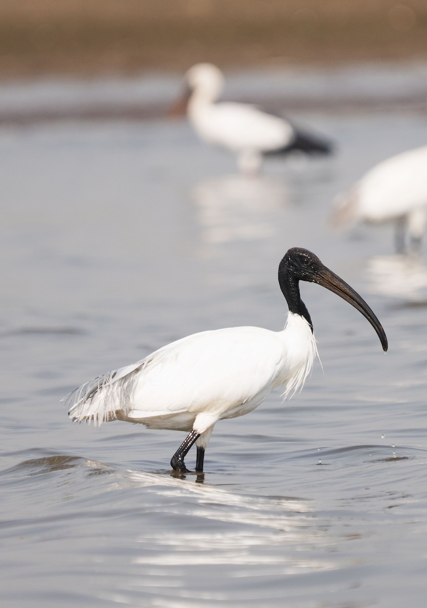 Black-headed Ibis - Revati Victor