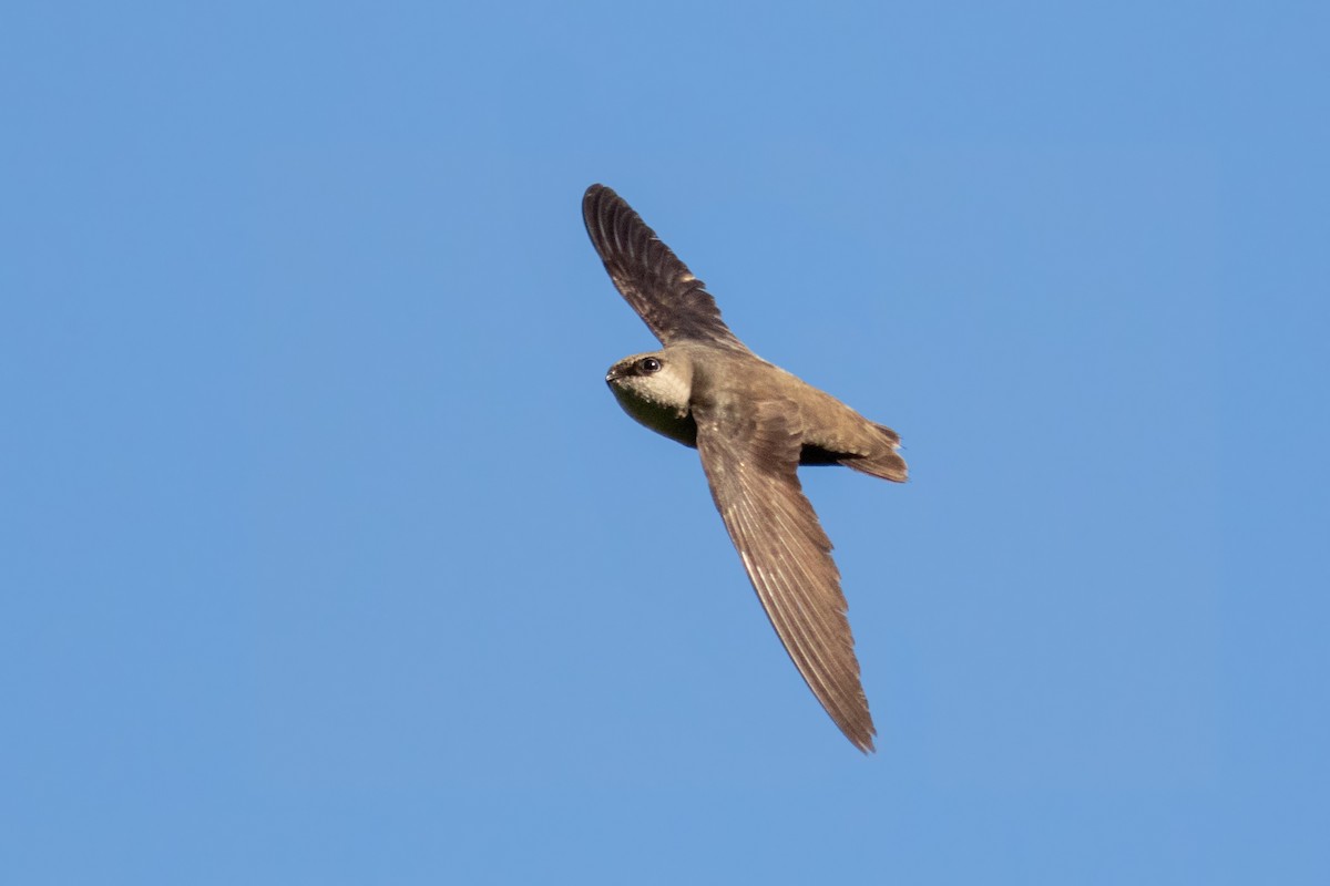 Chimney Swift - ML163999181