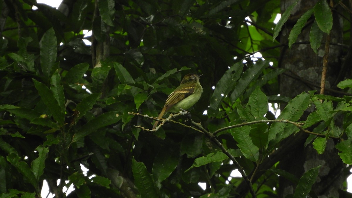 Sepia-capped Flycatcher - ML163999321