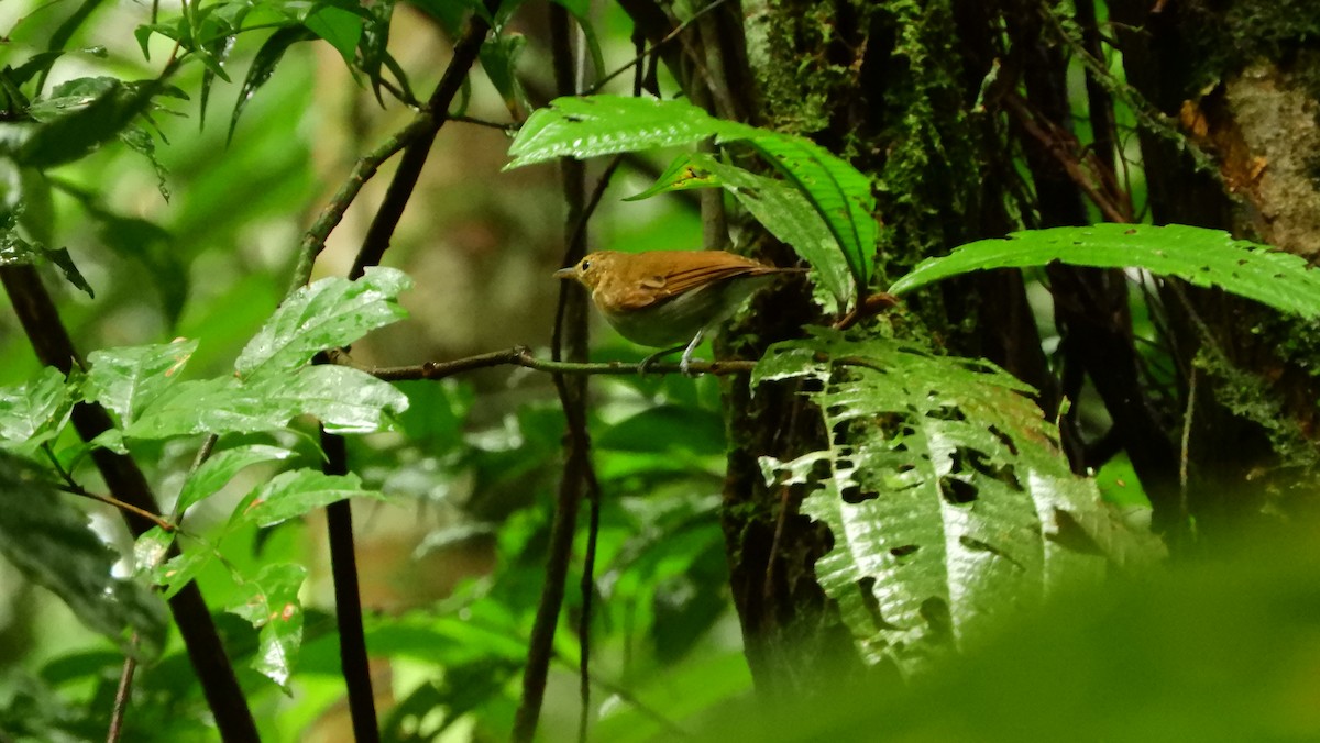 Long-winged Antwren - ML163999421