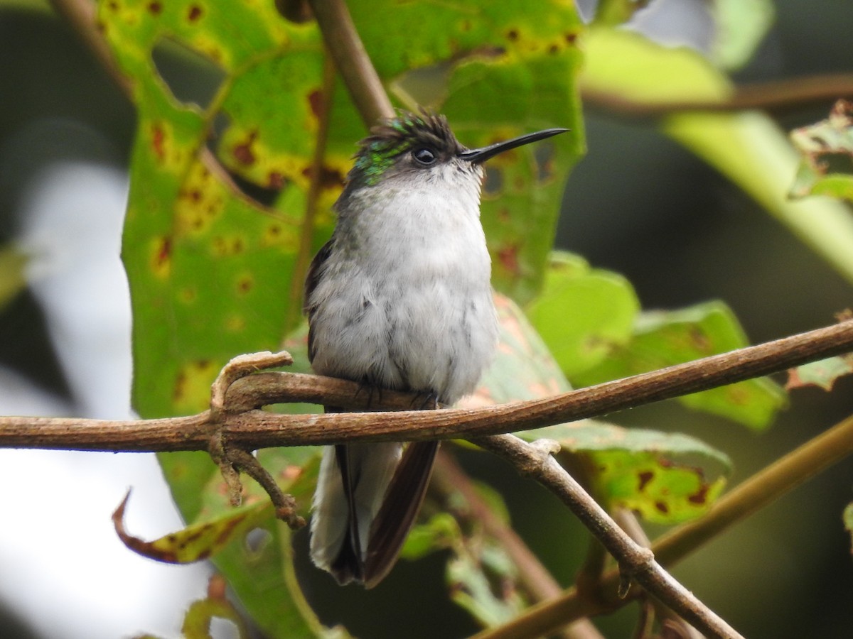 kolibřík kostarický - ML164000641