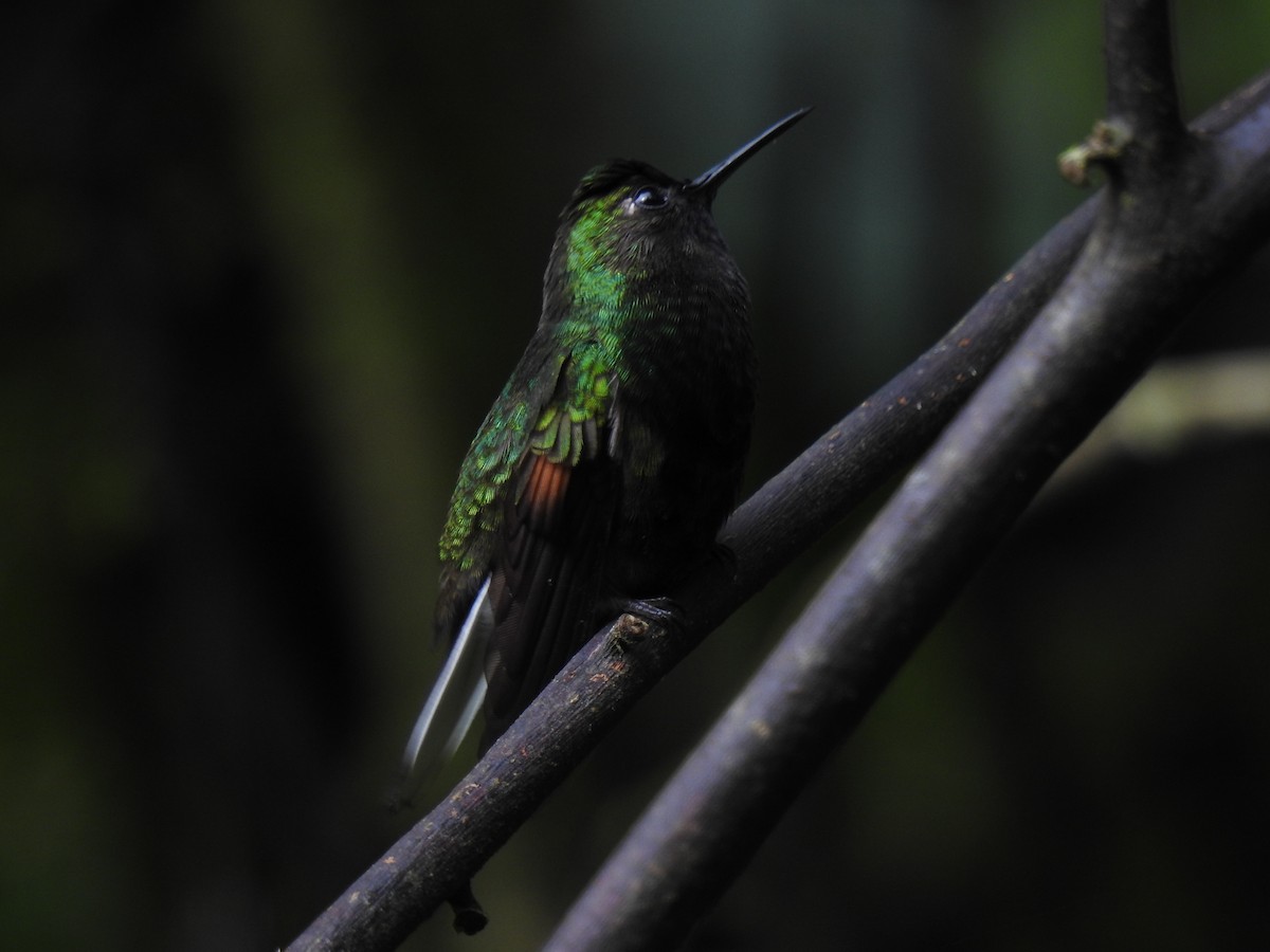 Black-bellied Hummingbird - ML164000681