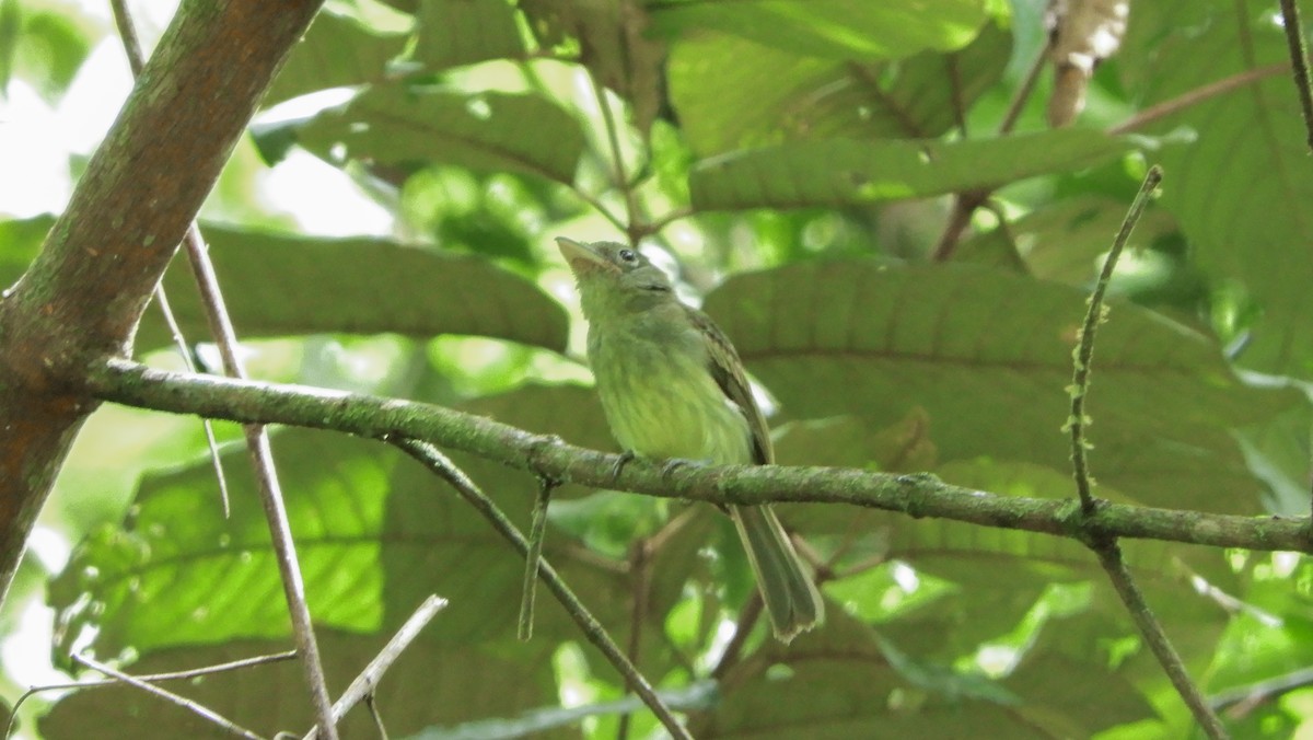 Western Olivaceous Flatbill - ML164001811