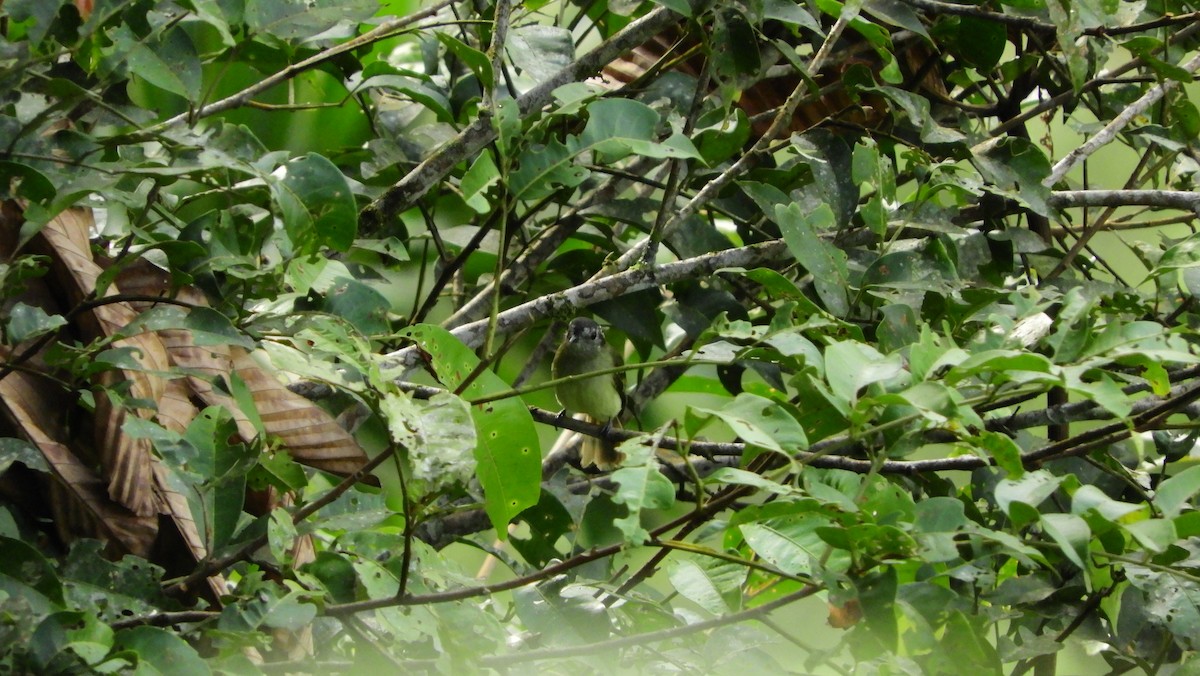 Slaty-capped Flycatcher - ML164001921