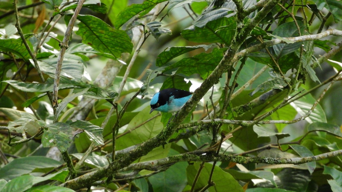 Black-faced Dacnis - ML164002041