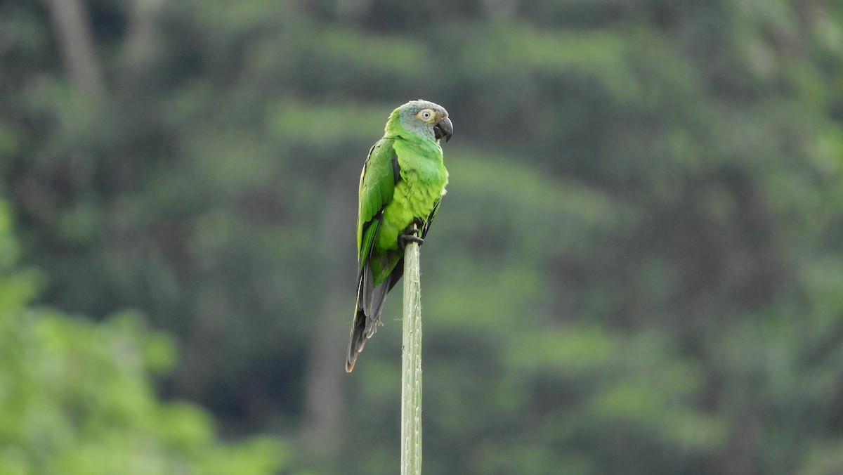 Dusky-headed Parakeet - ML164002081