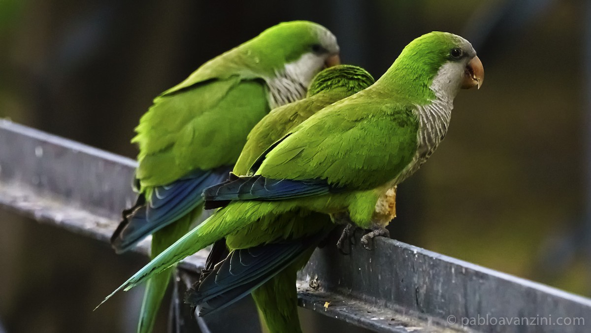 Monk Parakeet - ML164006761