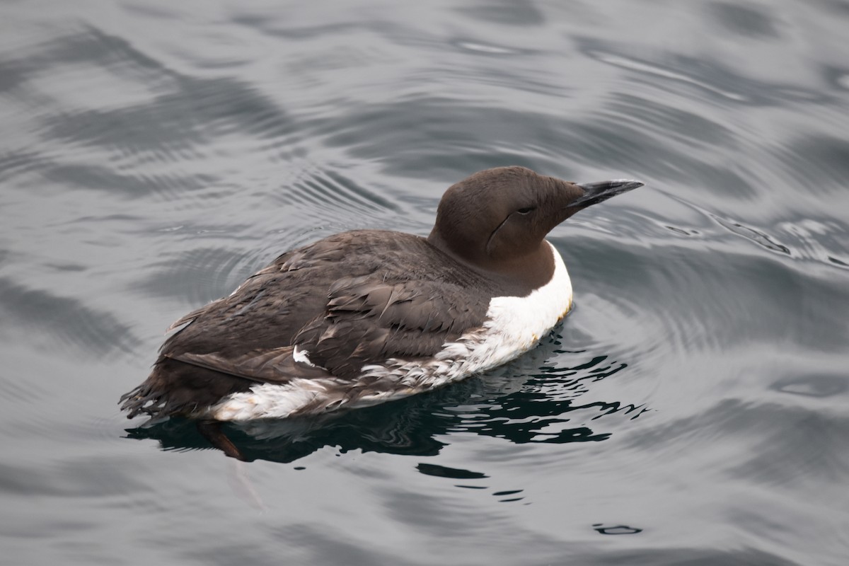 Guillemot marmette - ML164007731