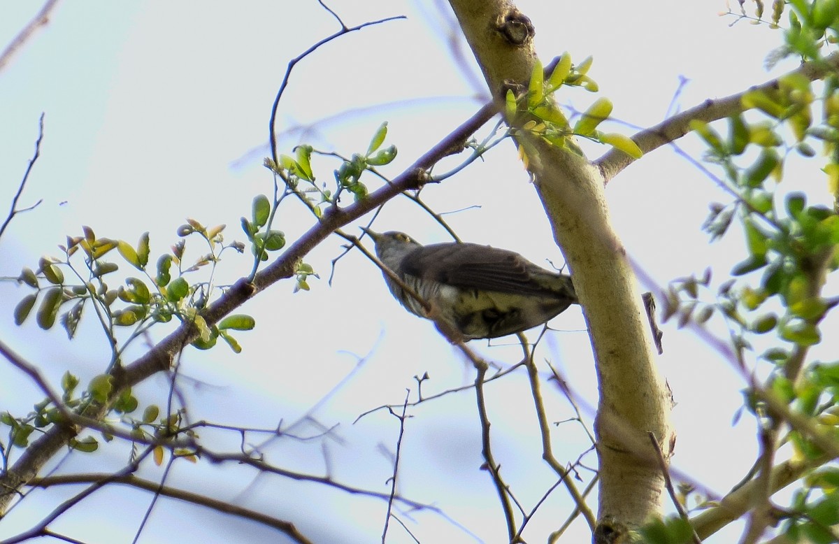 Indian Cuckoo - ML164009151