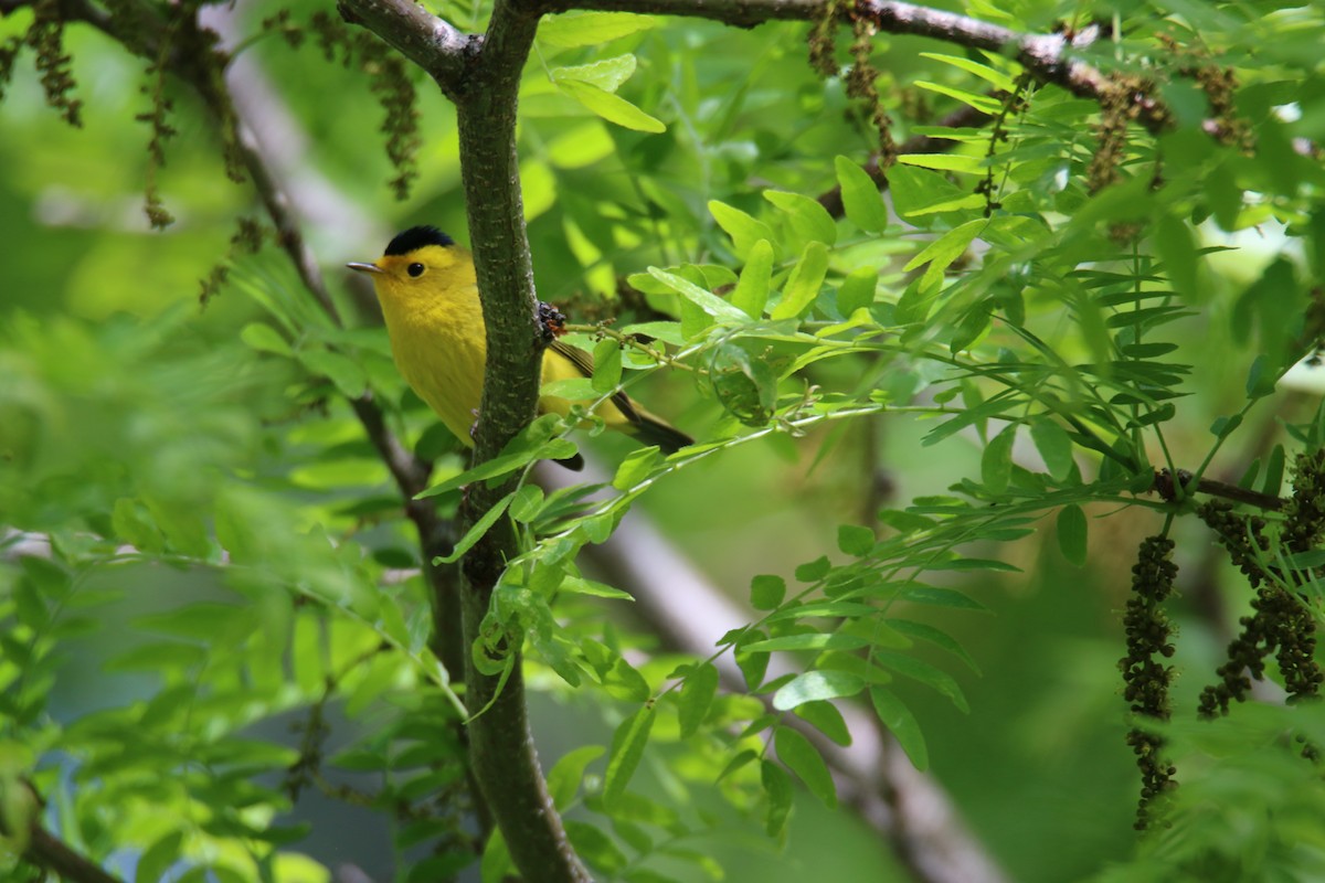 Wilson's Warbler - ML164009211