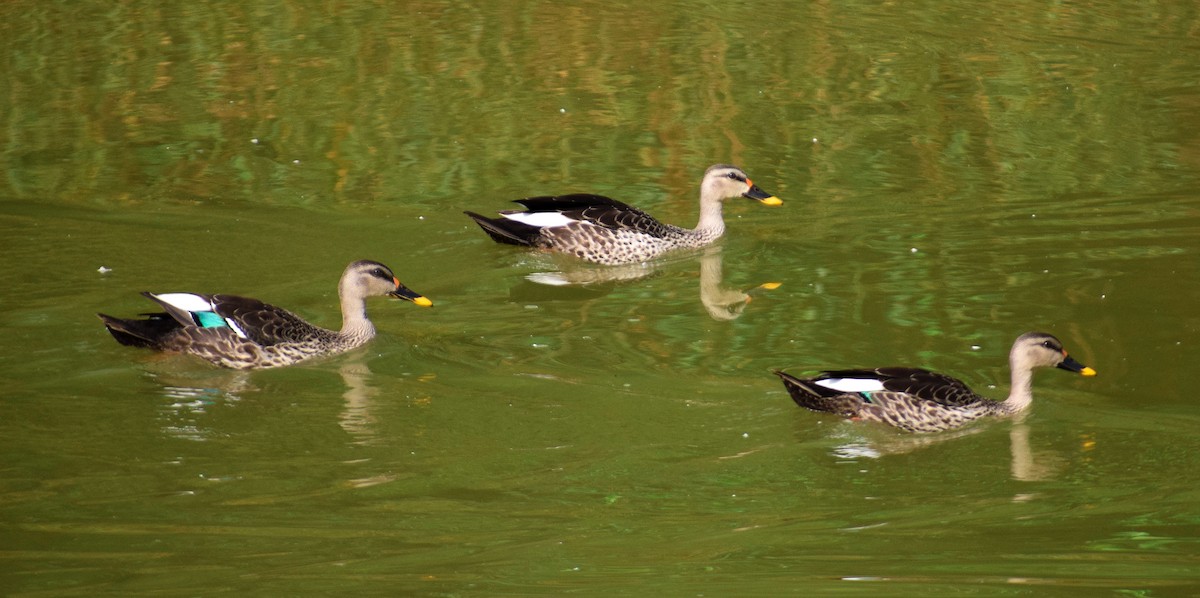 Indian Spot-billed Duck - ML164010521