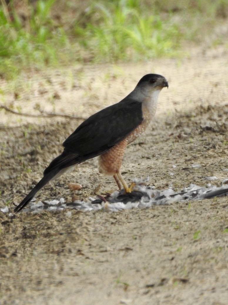 Cooper's Hawk - ML164011171