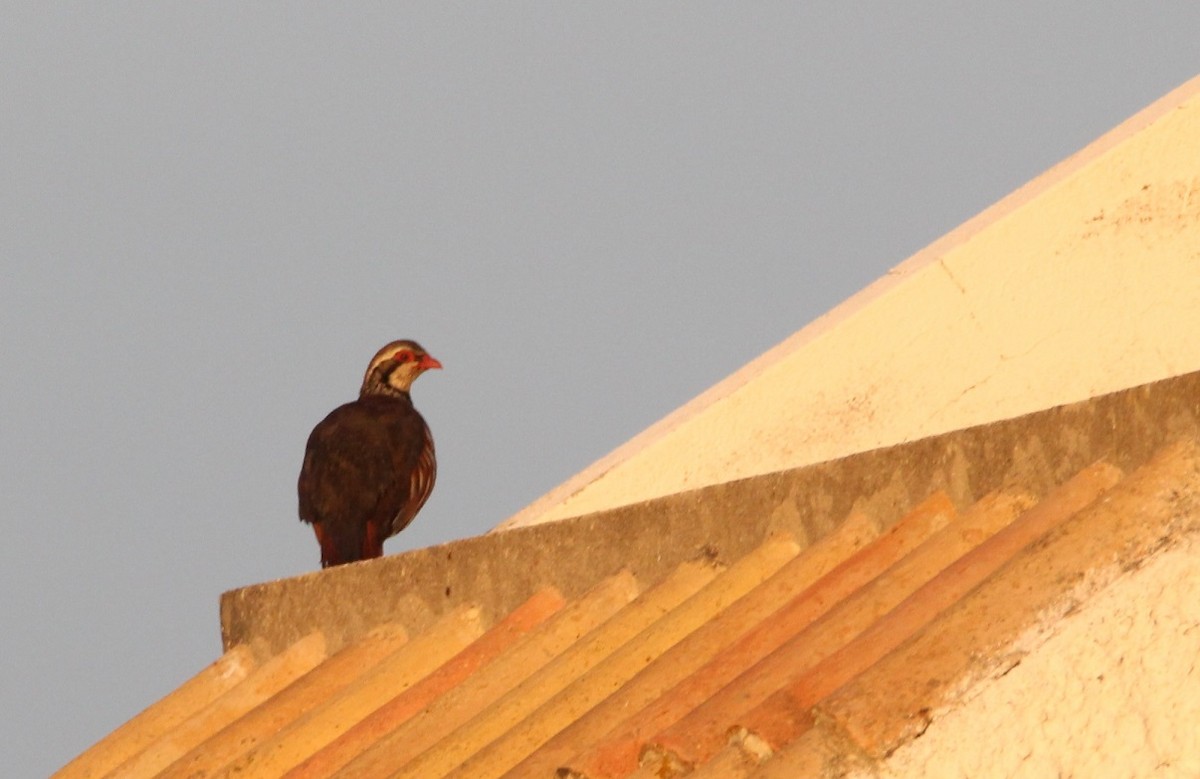 Red-legged Partridge - ML164014481