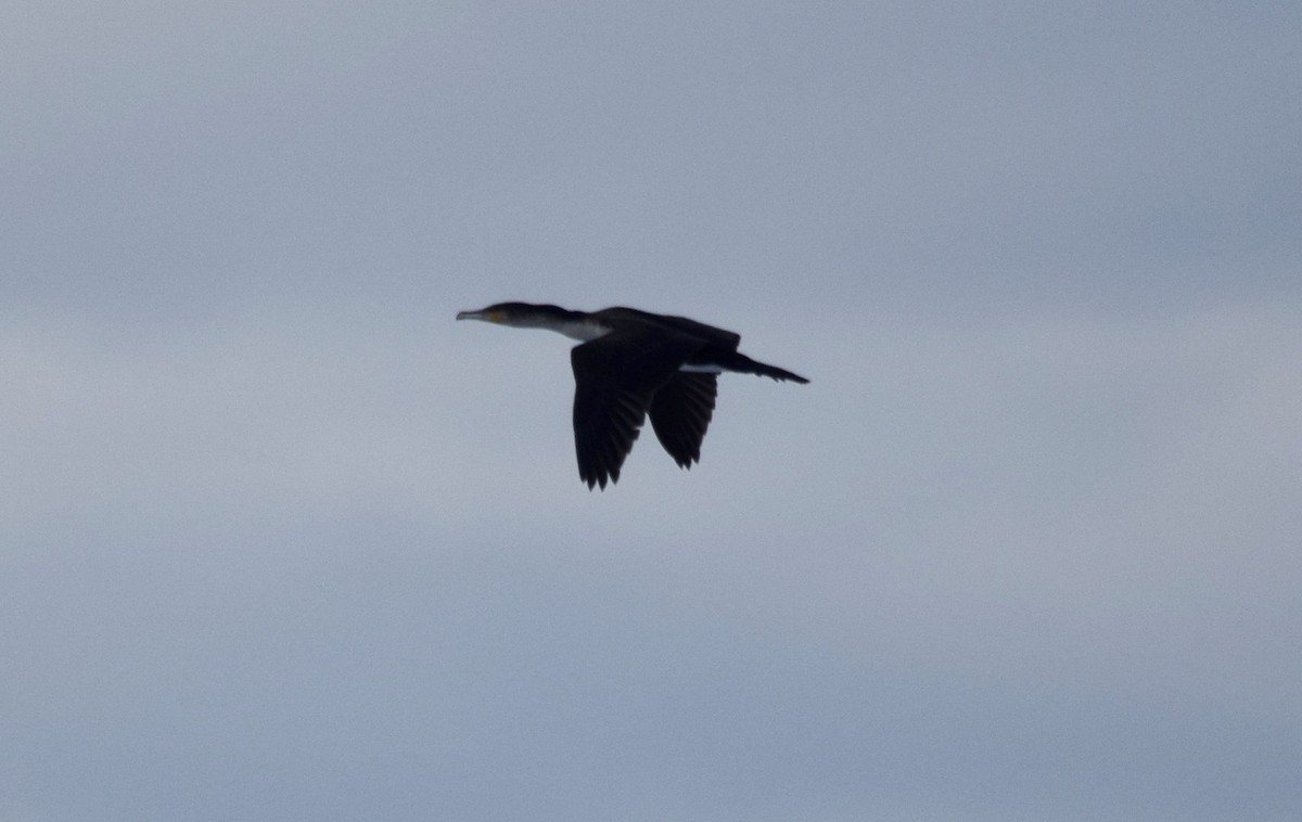 Great Cormorant (White-breasted) - ML164017011