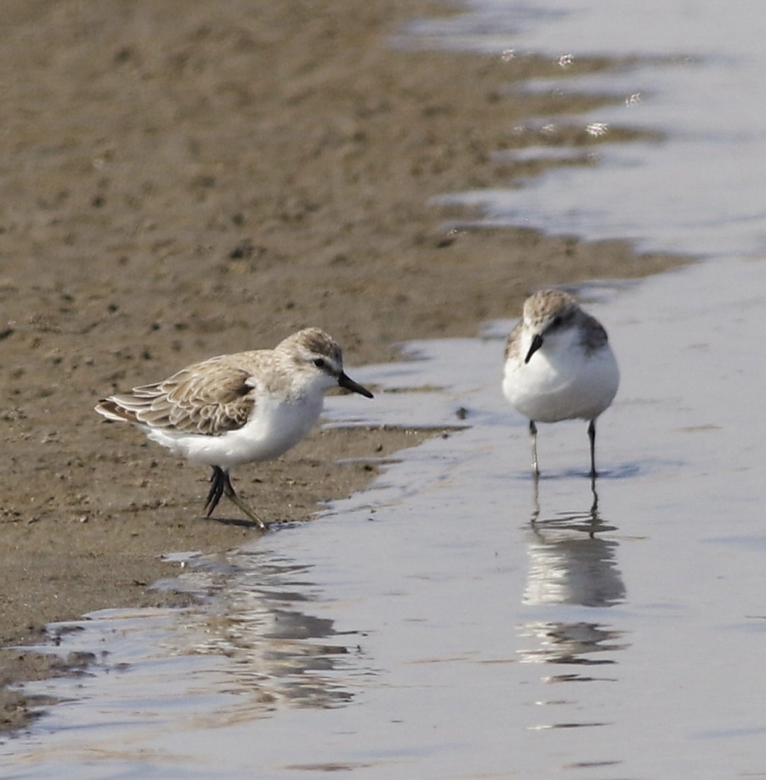 Least Sandpiper - ML164017291