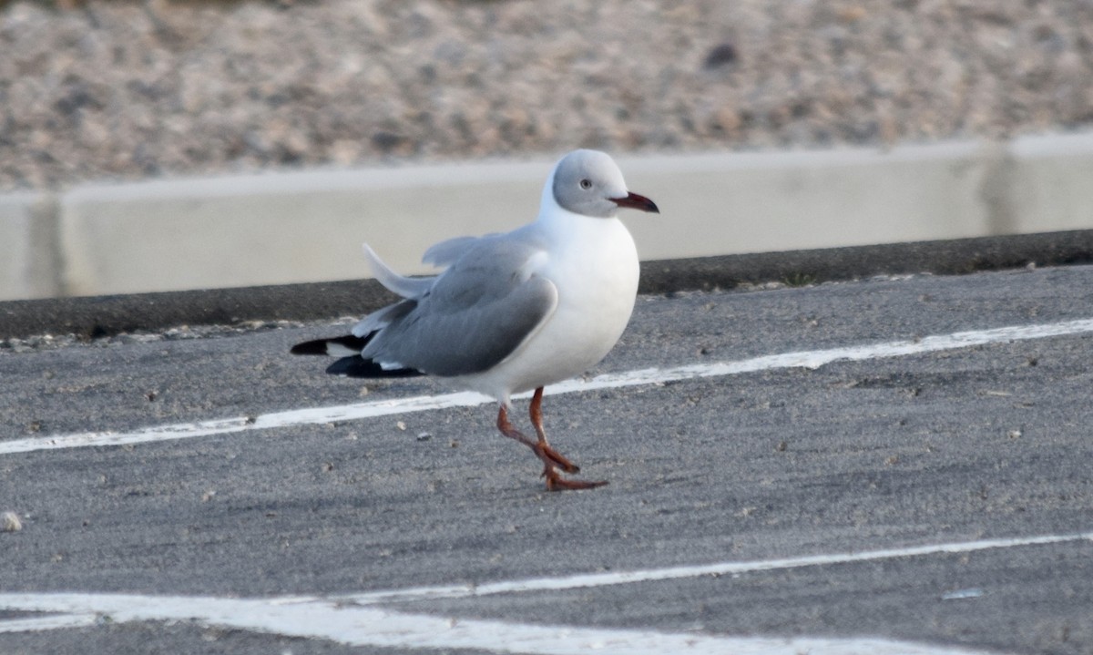 Gray-hooded Gull - John Bruin