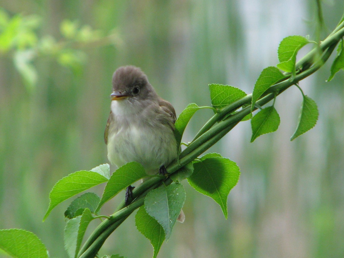 Willow Flycatcher - ML164018041