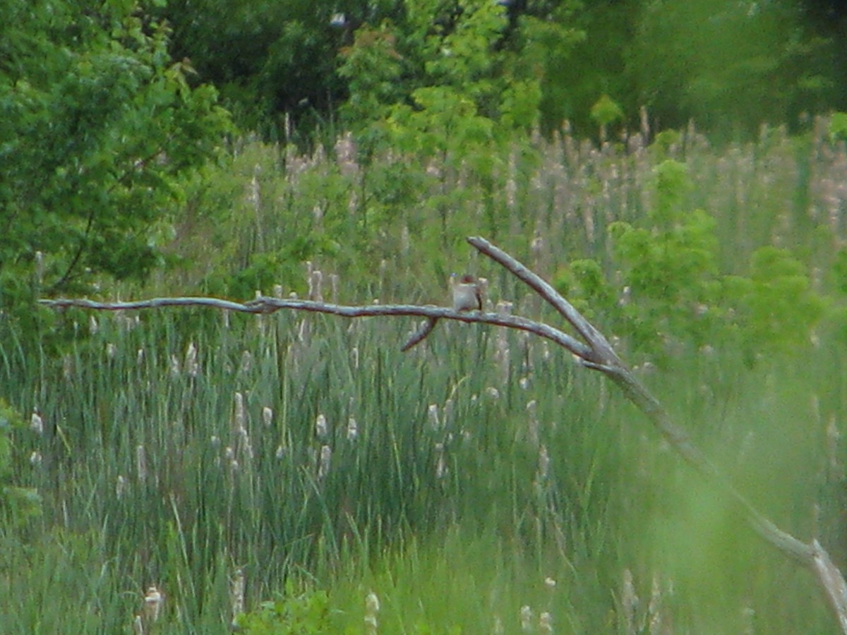 Willow Flycatcher - ML164018181