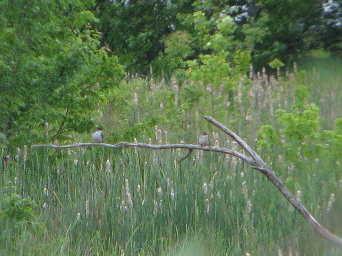 Willow Flycatcher - ML164018191