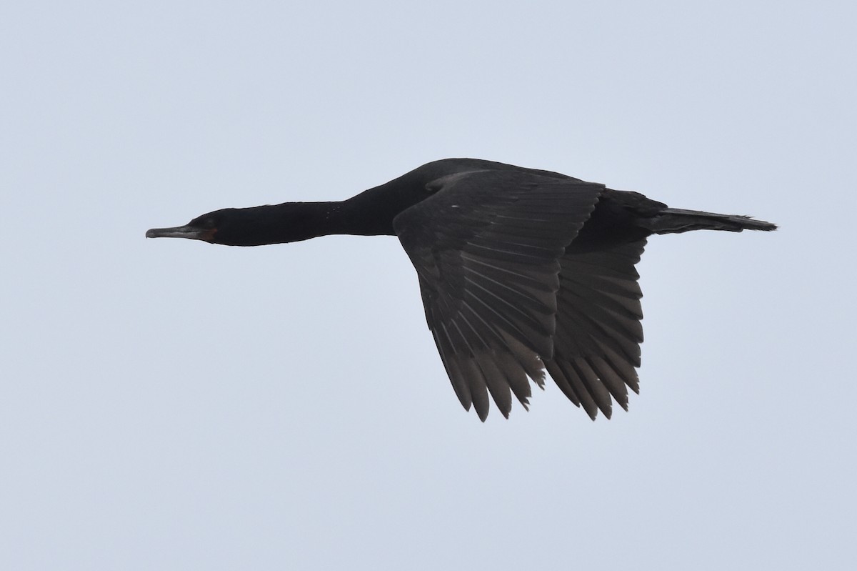 Pelagic Cormorant - ML164018221