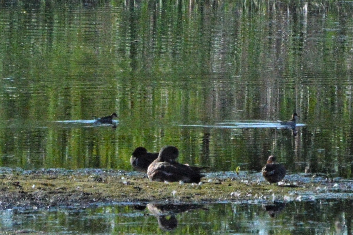 Red-necked Phalarope - ML164018541