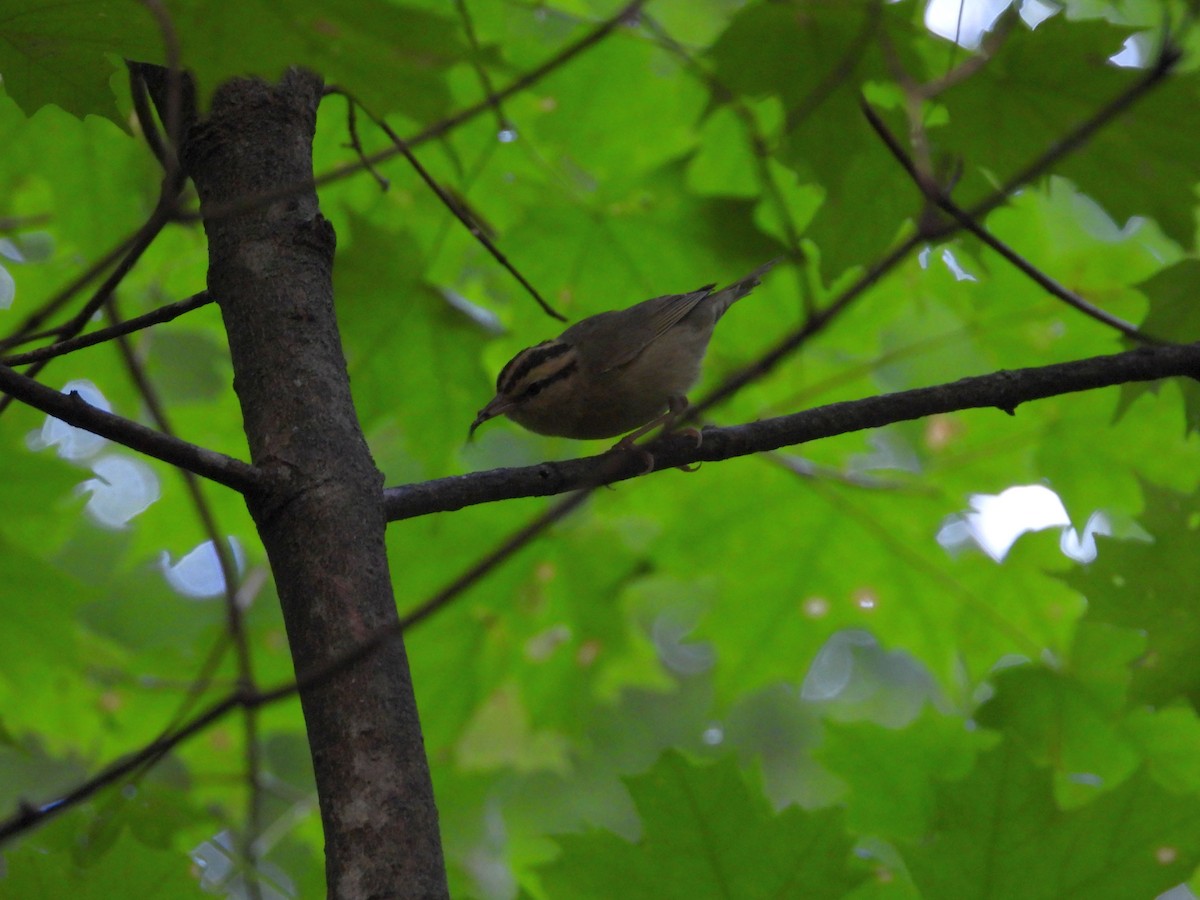 Worm-eating Warbler - Rick Luehrs