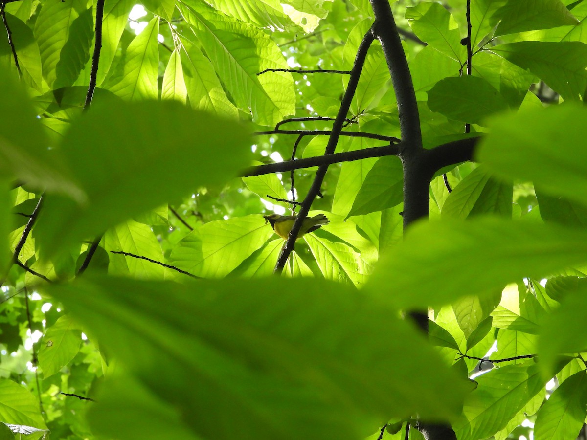 Hooded Warbler - ML164019611