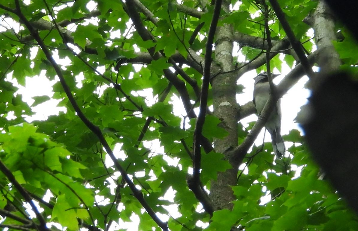 Blue Jay - ML164019671