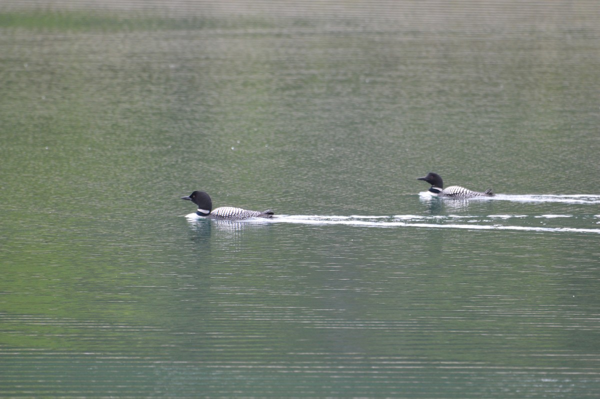 Common Loon - ML164023121