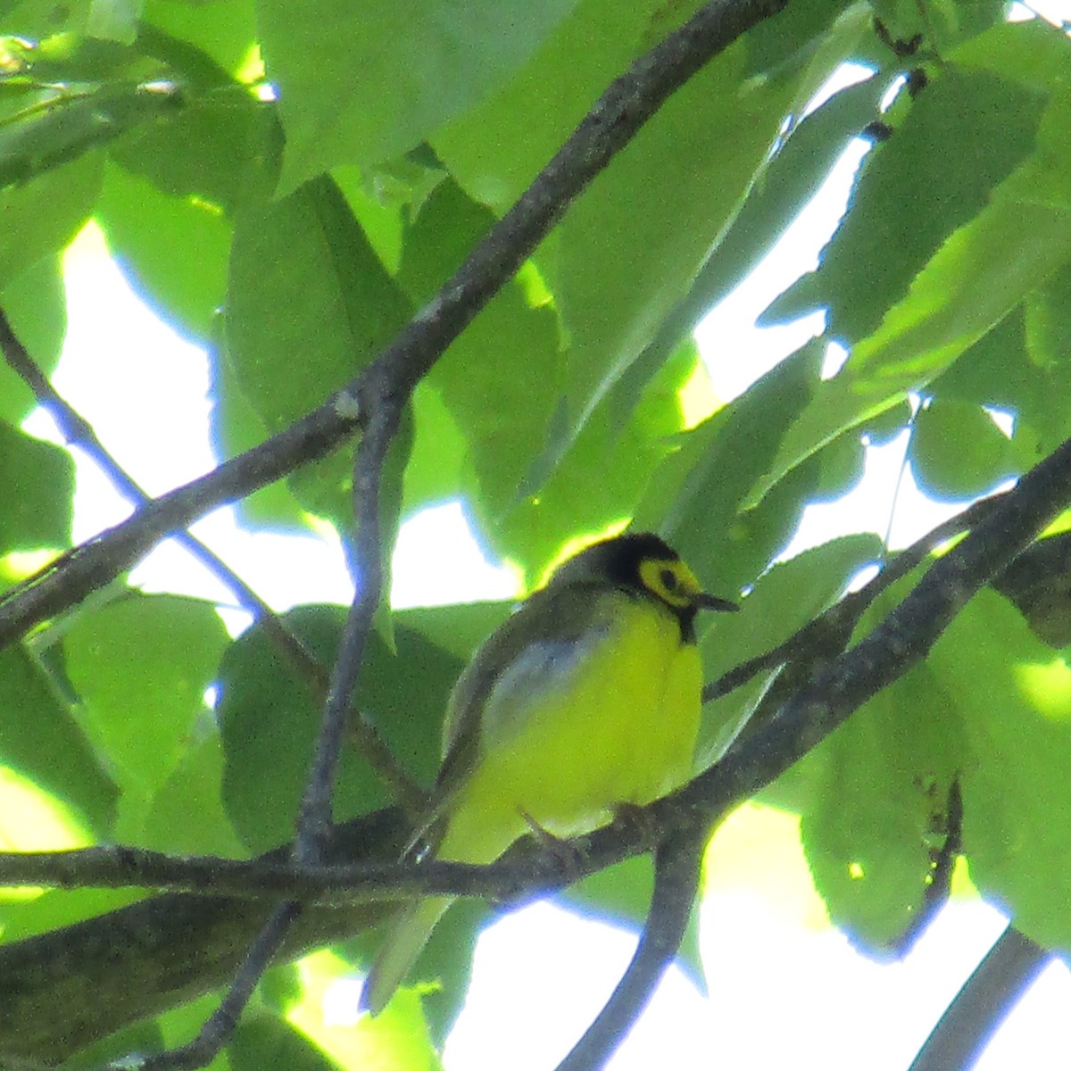 Hooded Warbler - Kim Springer