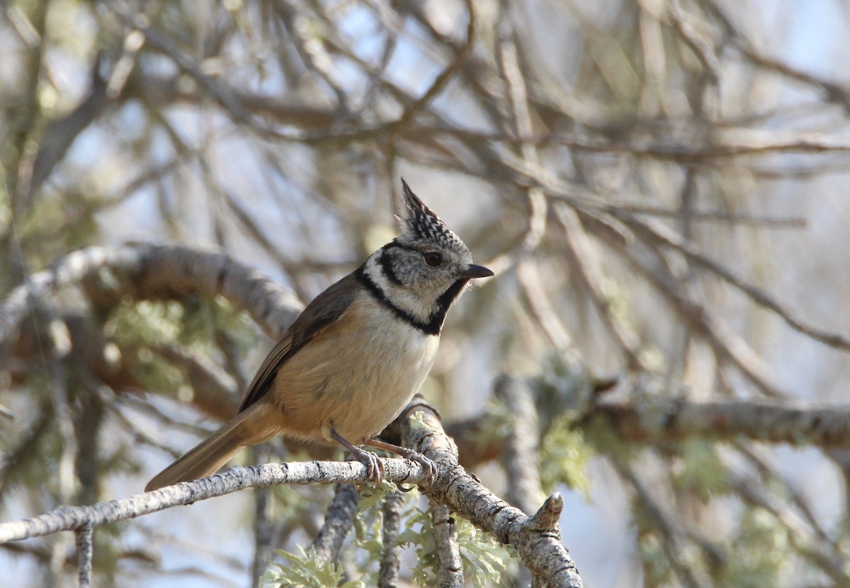 Crested Tit - Nelson Fonseca