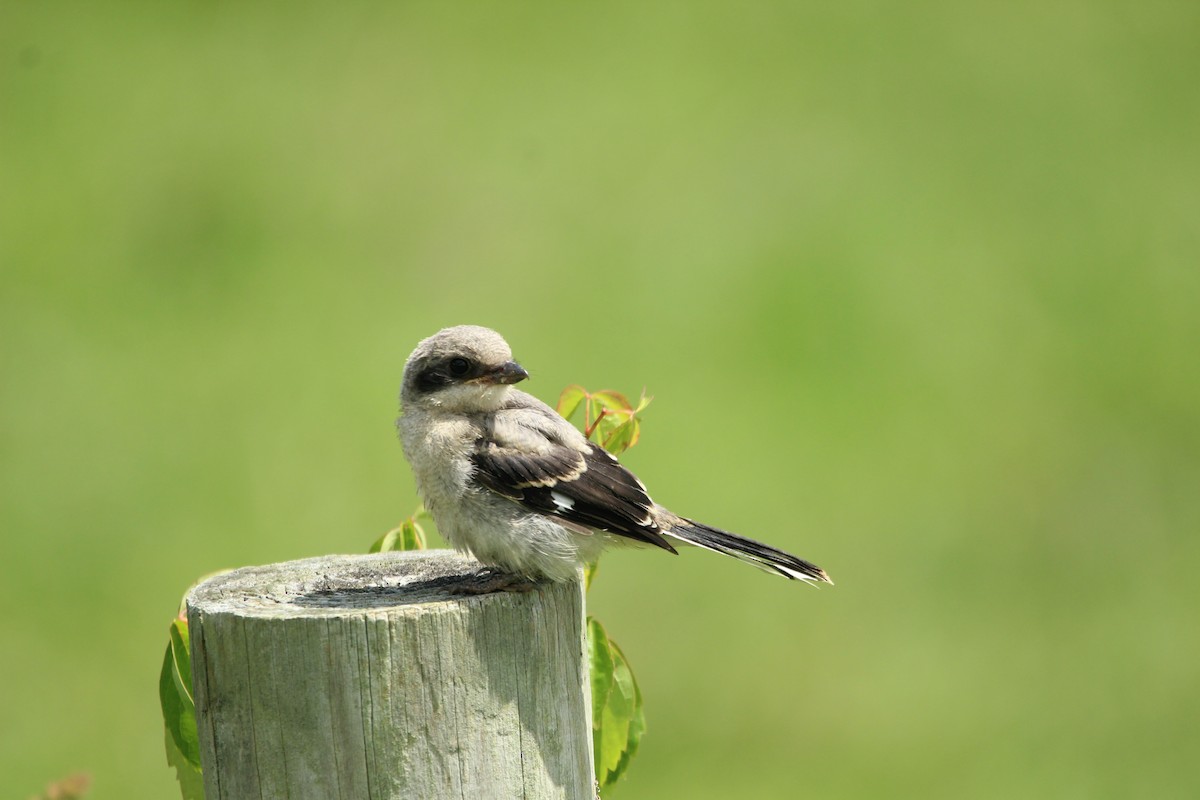 Loggerhead Shrike - Logan Anderson