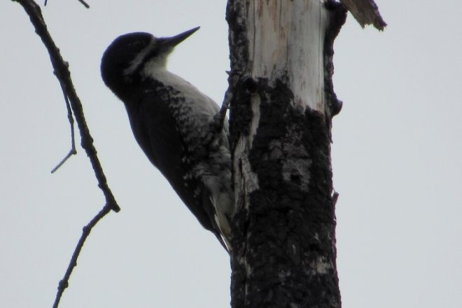 Black-backed Woodpecker - ML164027521