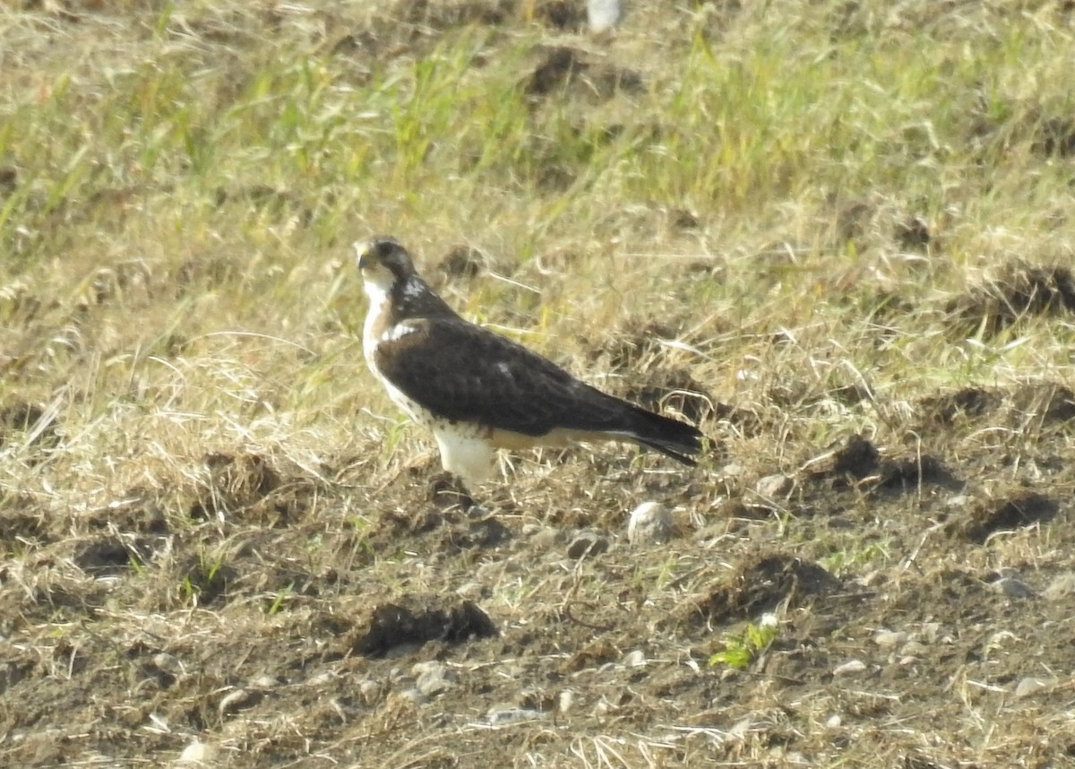 Swainson's Hawk - ML164030571