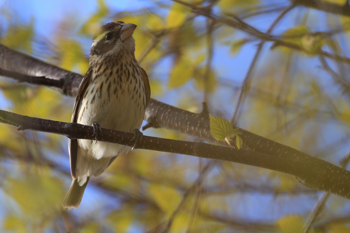 Rose-breasted Grosbeak - Tim Lenz