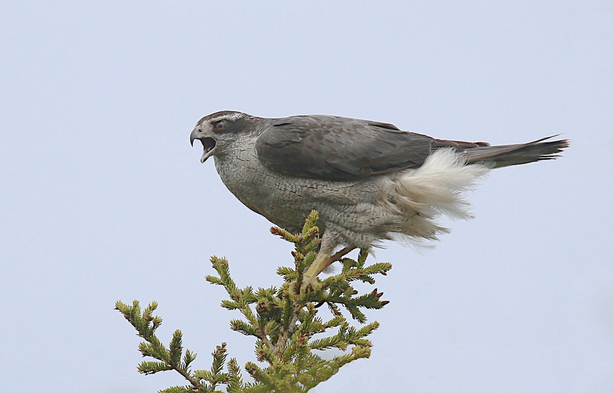 American Goshawk - ML164032491