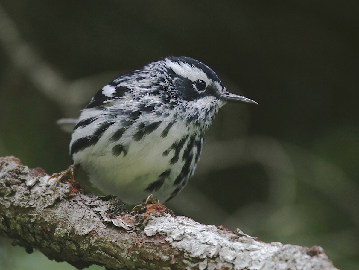 Black-and-white Warbler - ML164032781