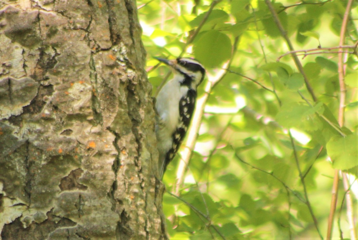 Hairy Woodpecker - Manna Parseyan