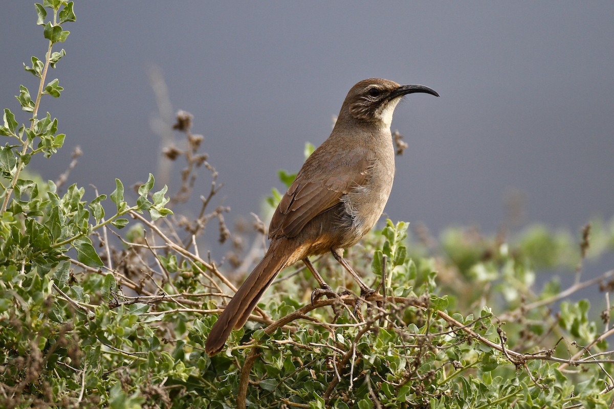 California Thrasher - ML164036781