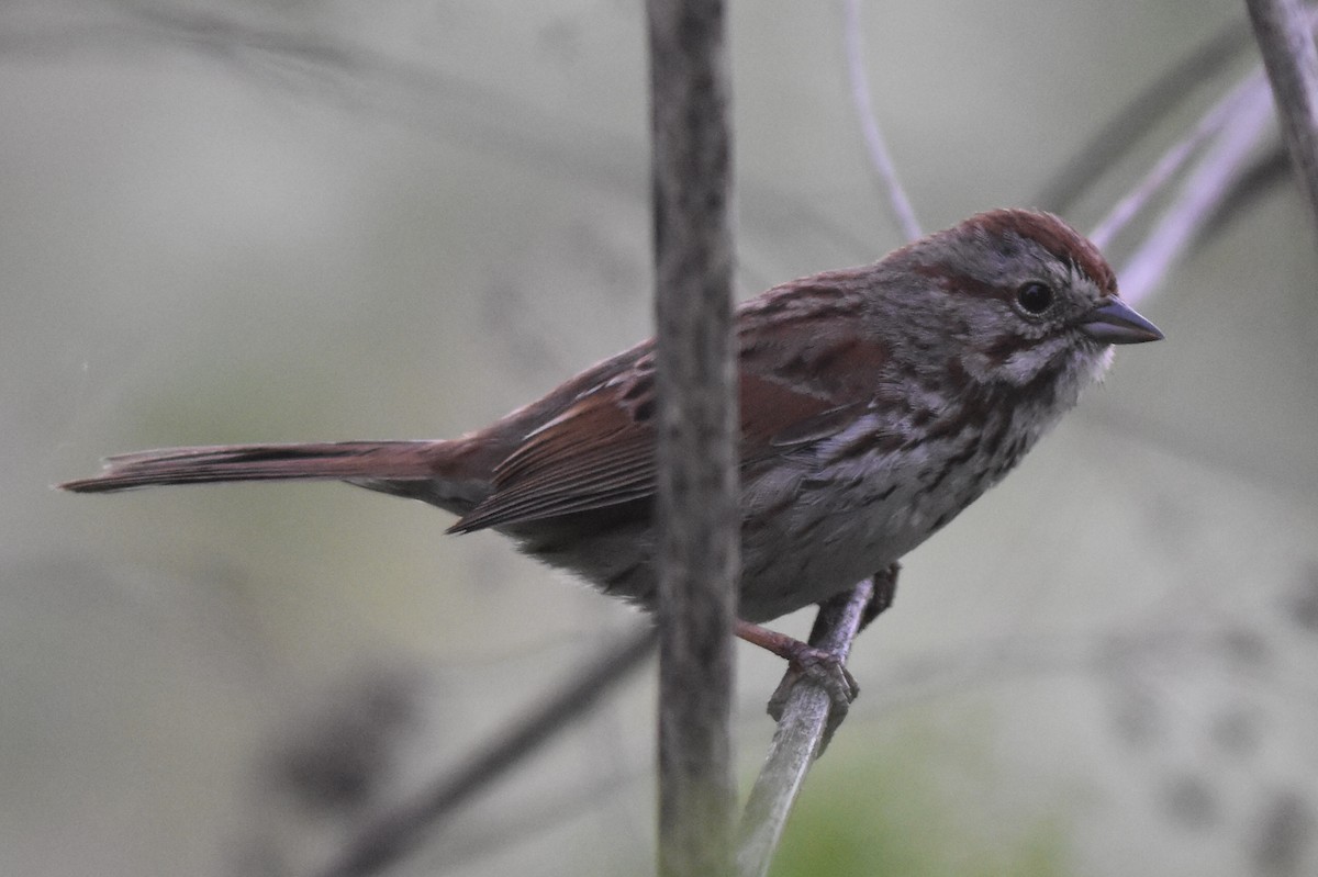 Song Sparrow (montana/merrilli) - ML164037141