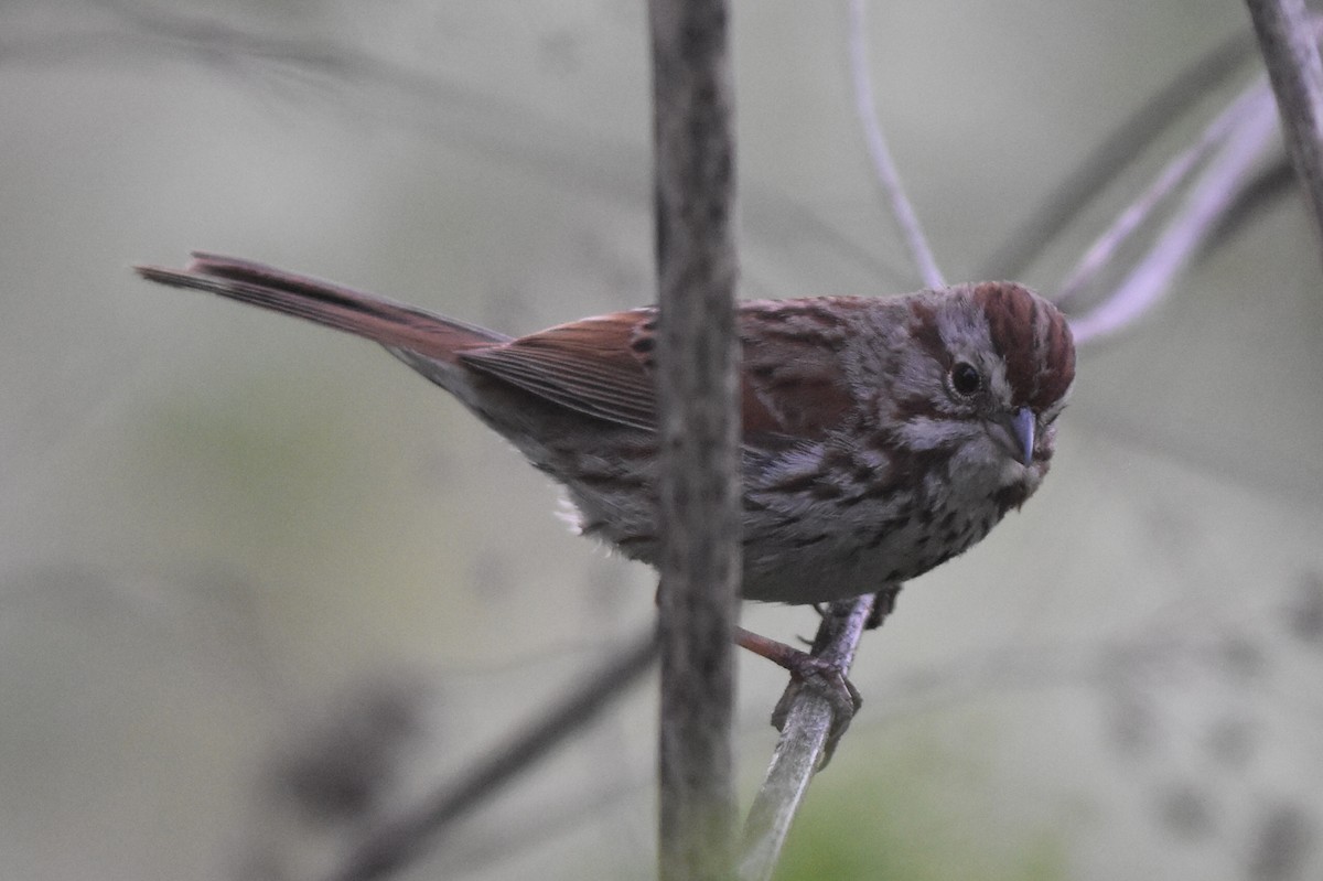 Song Sparrow (montana/merrilli) - ML164037201